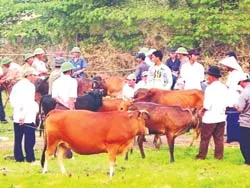 Đi chợ bò Ba Đồn