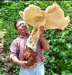 Mexico: Phát hiện nấm khổng lồ