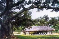 Chuyện thần kỳ ở Tân Trào