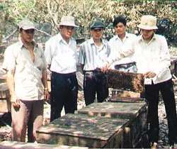 Ong trong vườn trái