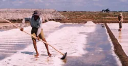 Mê muối… bỏ tôm!