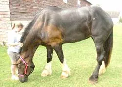 Bị bắt vì... hôn tranh ảnh 3