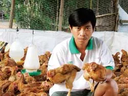 Cúm gia cầm bùng phát ở Đồng Tháp: Xác xơ đàn...“gà sạch”