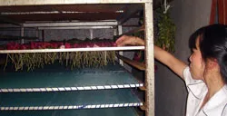 Nước hoa của thành phố ngàn hoa ảnh 2