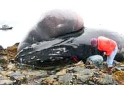 Máy bay gấu trúc tặng Trung Quốc ảnh 2