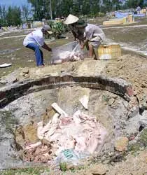 Diễn biến mới nhất về dịch heo “tai xanh”: Quảng Nam chững lại, Đà Nẵng tiếp tục lây lan