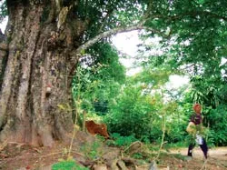 Hoàn thành đường lên Núi Cấm ảnh 3