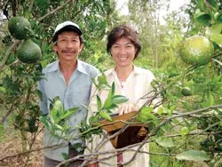 Bất ngờ... xứ sở cam sành