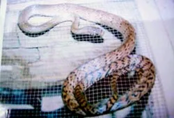 Nuôi thành công rắn ráo trâu