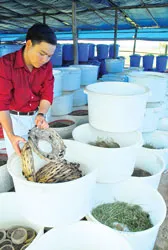 Kỳ 2: Nuôi dế trong... xô !