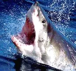 Bán đấu giá cá mập