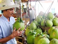 Trái cây ĐBSCL: Bao giờ hết cảnh “đến mùa … rớt giá”?