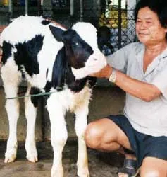 ĐBSCL: Tranh mua bò sữa “giống”