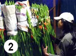 Chợ hoa đêm ảnh 3