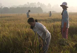 Cắt lúa thuê trên vùng lũ