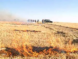 Tây Ban Nha: Đại họa chuột đồng