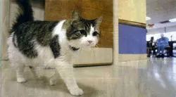 Oscar, “linh miêu sứ giả” của Diêm vương!