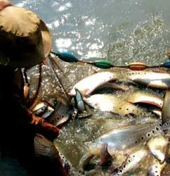 Thác lác Hậu Giang lên hương ảnh 2