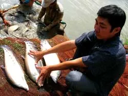 Thác lác Hậu Giang lên hương