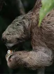 Khánh Hòa: Phượng Hoàng đất xuất hiện ở Hòn Hèo