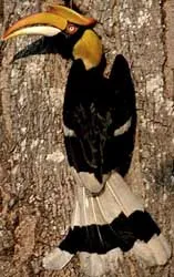 Khánh Hòa: Phượng Hoàng đất xuất hiện ở Hòn Hèo ảnh 2