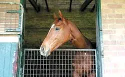 Dịch cúm ngựa diễn biến xấu ở Australia