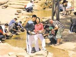 Đi Úc...  đào vàng