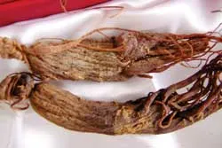 Thị trường nhân sâm : Không thể kiểm soát!