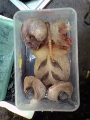 Tiếp thị “đồ rừng” giữa lòng thành phố