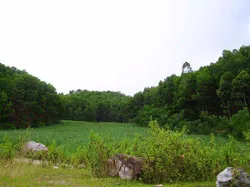 “Tiền xanh” trên vùng đá đỏ