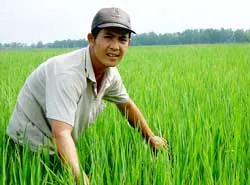 Xung quanh việc bón phân Ami- Ami ở Long An - Nông dân: Bón tốt lúa, chẳng có chuyện gì xảy ra...