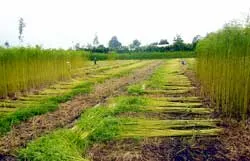 Nông dân Long An đang lo... lỗ vốn!