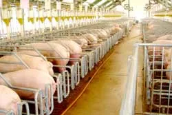 Sagri với mục tiêu nhà cung cấp giống hàng đầu