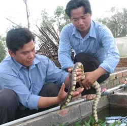 Về vườn làm… “Tư ếch”