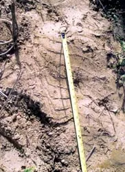 Cá sấu Xiêm Sông Hinh: Nỗi lo tận diệt ảnh 2