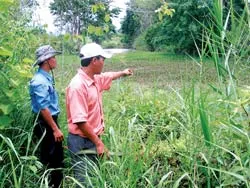 Cá sấu Xiêm Sông Hinh: Nỗi lo tận diệt