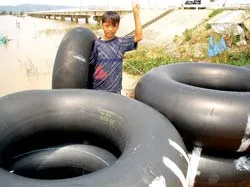 Chặt cây để thu hoạch trái! ảnh 3