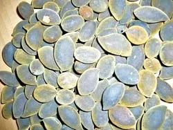 Chặt cây để thu hoạch trái!