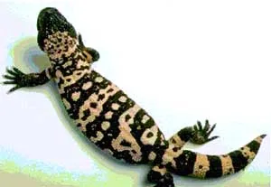 Thằn lằn độc giúp chống tiểu đường