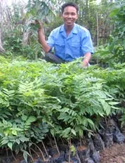 Bắc Giang: Đổ xô đi trồng sưa