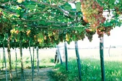 Nho “đỏng đảnh”, người lao đao