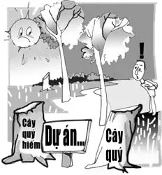 Cần bảo tồn cây xanh đô thị