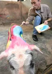 Vẽ lên mình heo để... tốt nghiệp