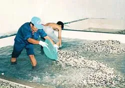 Thạnh Phong dai dẳng nạn trộm nghêu ảnh 2