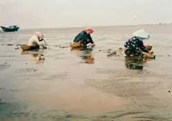 Thạnh Phong dai dẳng nạn trộm nghêu