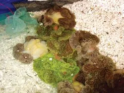 Đi Vĩnh Hảo mua hải quỳ ảnh 2