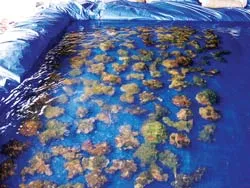 Đi Vĩnh Hảo mua hải quỳ