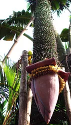 Quảng Ngãi: Buồng chuối trổ hàng trăm nải