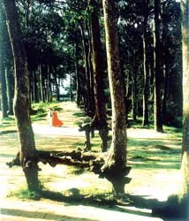 “Thị xã công viên” ảnh 2
