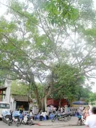 Phố Chùa Láng ảnh 2